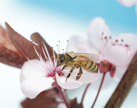 bees rfid tags 2016 intel|Intel's Edison joins the quest to save the bees .